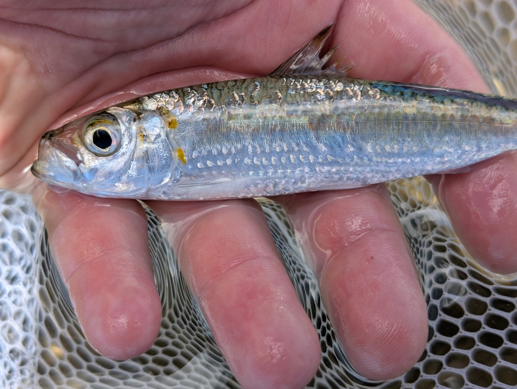 bluestripe herring