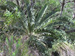 Encephalartos longifolius