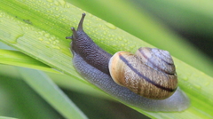 Helminthoglypta stiversiana