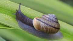 Helminthoglypta stiversiana