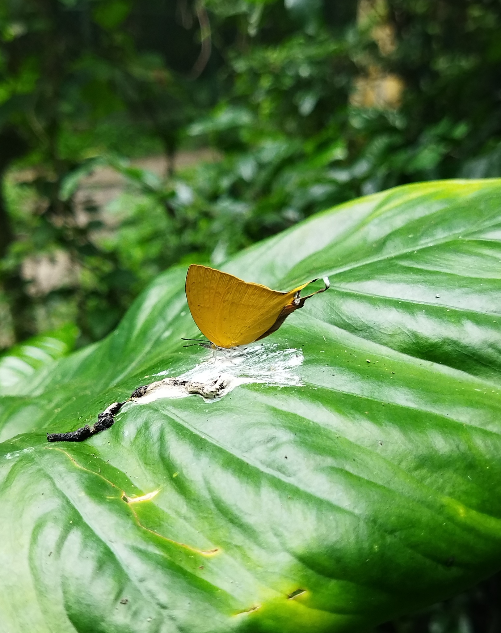 Yamfly