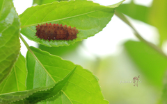 Eterusia aedea formosana