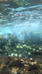 Black-Barred Surgeonfish photo 3