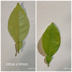 Citrus × limon