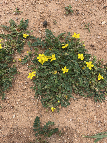 Fork-leaved Cinquefoil