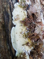 Gloeoporus pannocinctus