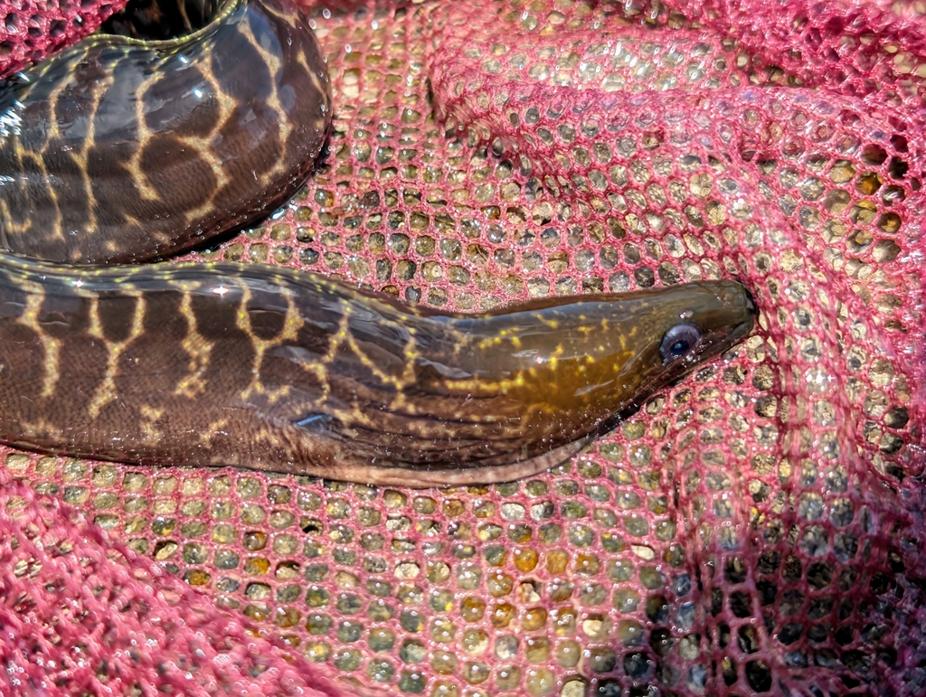 Undulated moray