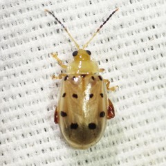 Walterianella durangoensis