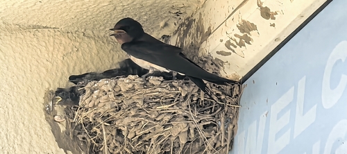 Barn Swallow
