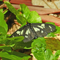 Gnophaela latipennis