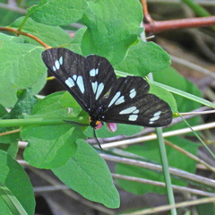 Gnophaela latipennis