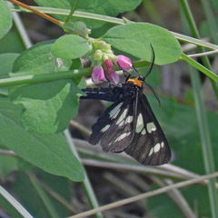 Gnophaela latipennis