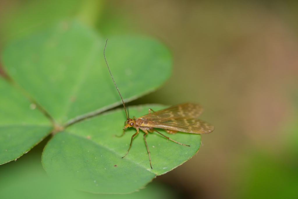 Brachypanorpa oregonensis