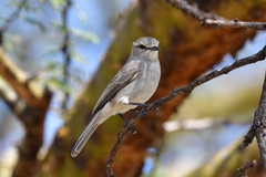 Bradornis microrhynchus