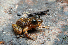 Bigfoot Shrub Frog photo 2
