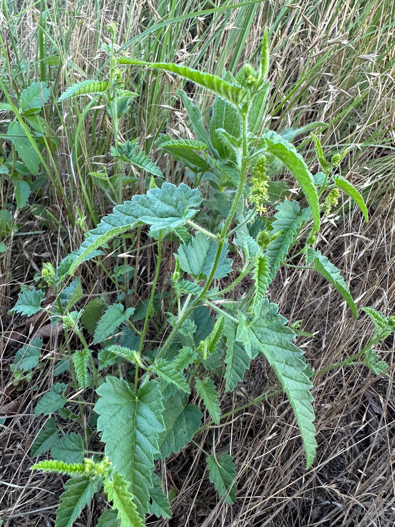 Betony-Leaf Noseburn (Tragia betonicifolia)