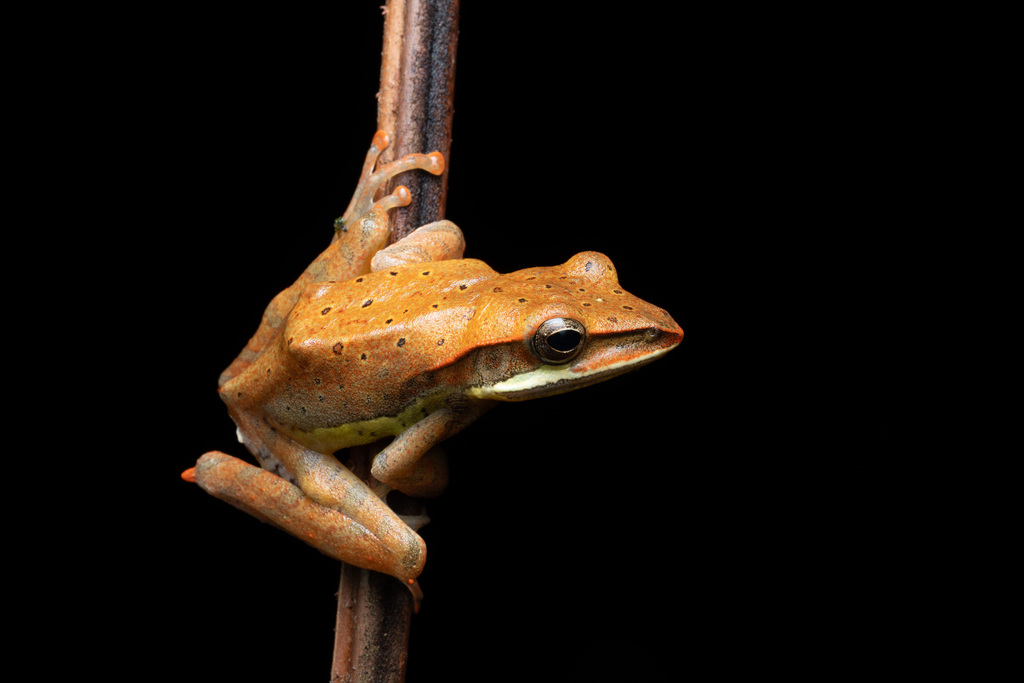 Whipping Frogs