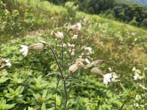white campion