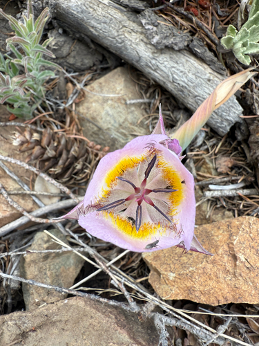 siskiyou mariposa lily (Calochortus persistens)