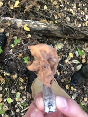 Gyromitra
