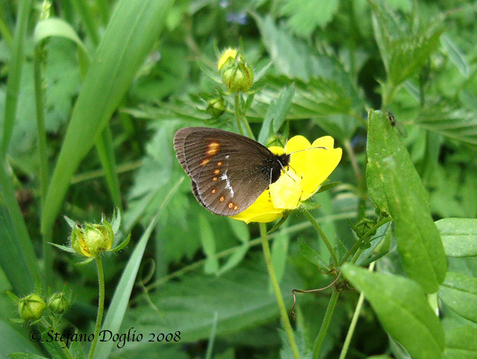 Erebia turanica