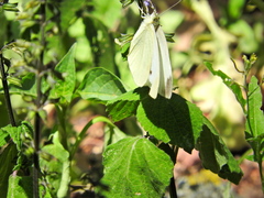 Pieris rapae rapae