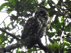 Strix fulvescens