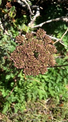 Angelica morrisonicola