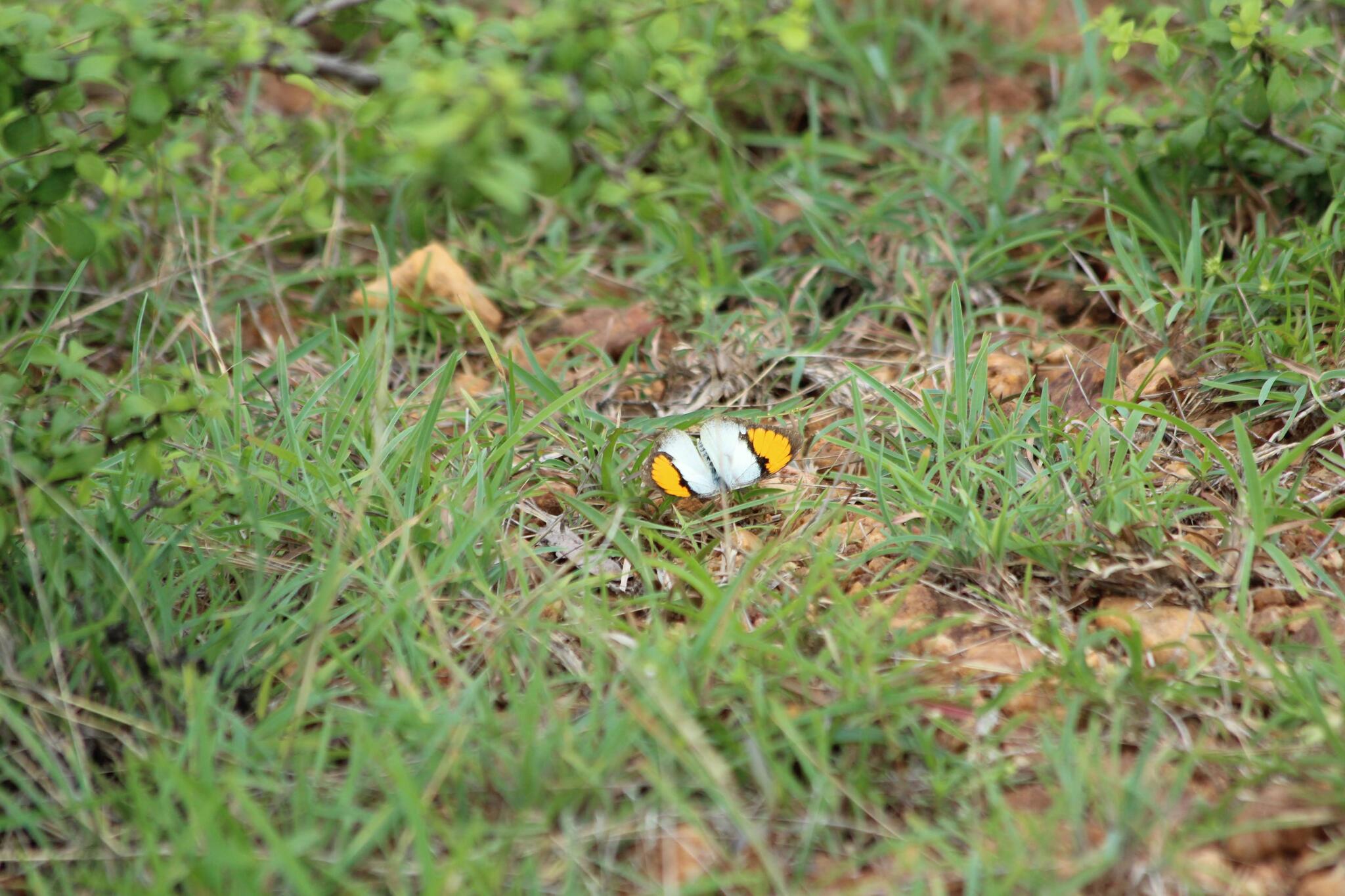 White Orange-Tip