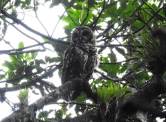 Strix fulvescens