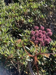 Angelica morrisonicola