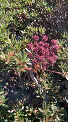 Angelica morrisonicola