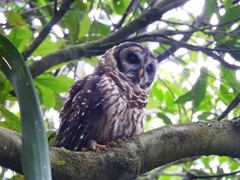 Strix fulvescens