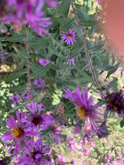 Atalopedes campestris