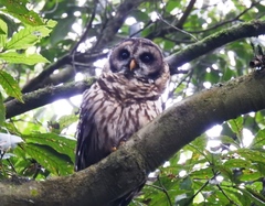 Strix fulvescens