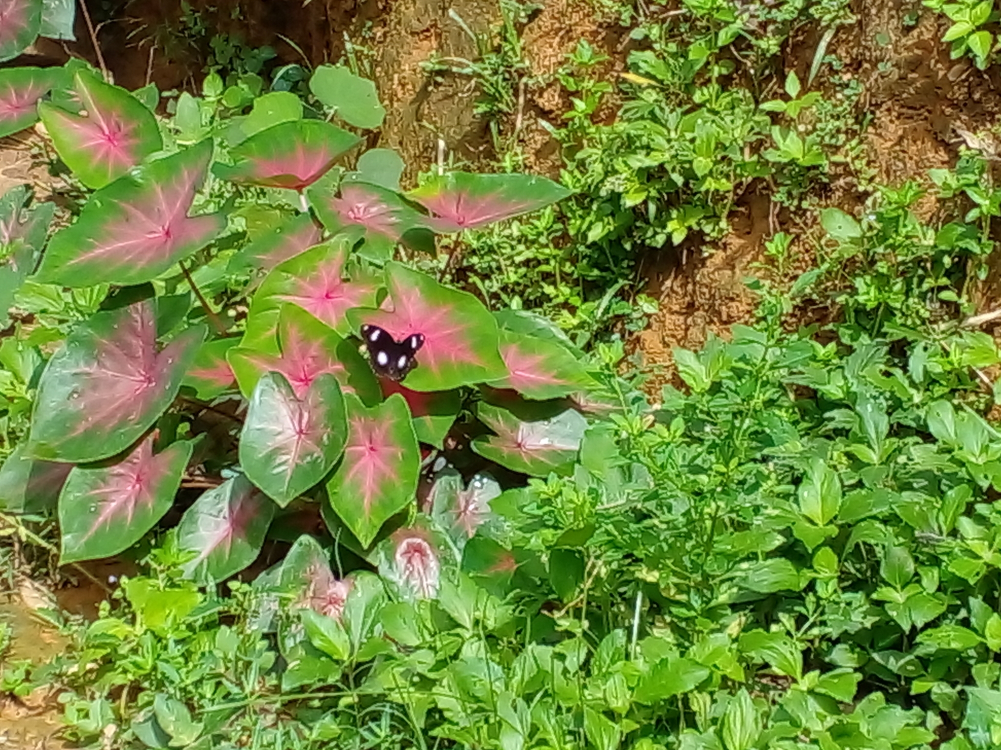 Great Eggfly