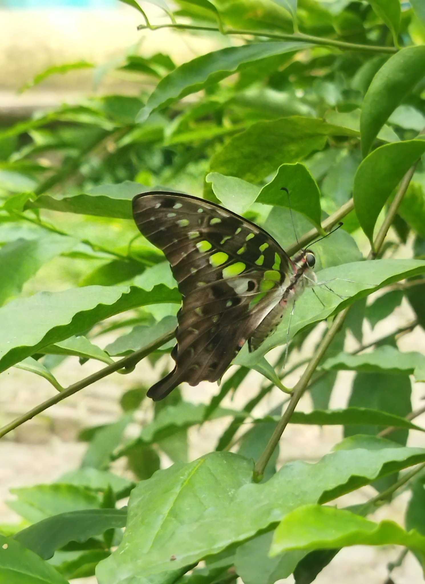 Tailed Jay