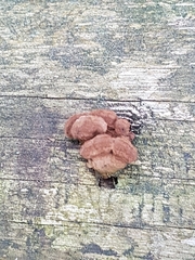 Gloeophyllum abietinum