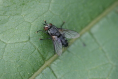 Voria ruralis