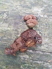 Gloeophyllum abietinum