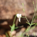 Hypoestes floribunda - Photo (c) jcorrie, algunos derechos reservados (CC BY-NC)