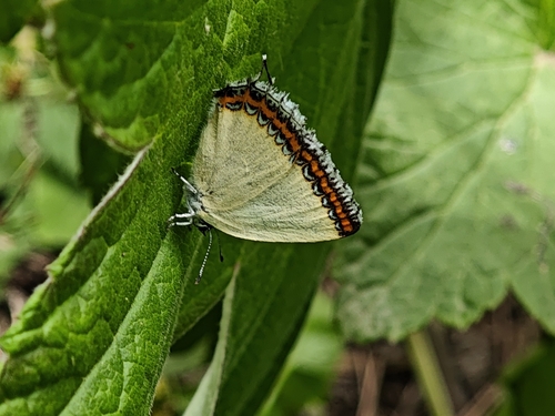 Shaanxiana takashimai