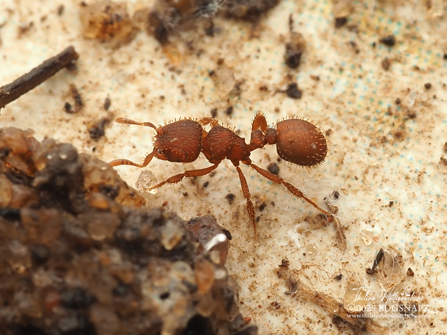 Calyptomyrmex singalensis