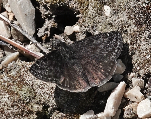 Persius Duskywing photo 6