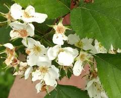 Crataegus holmesiana