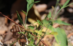 Hypoestes floribunda