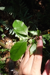 Gynochthodes umbellata, photograph 如此甚好, CC BY, iNaturalist via GBIF