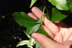 Gynochthodes umbellata, photograph 如此甚好, CC BY, iNaturalist via GBIF