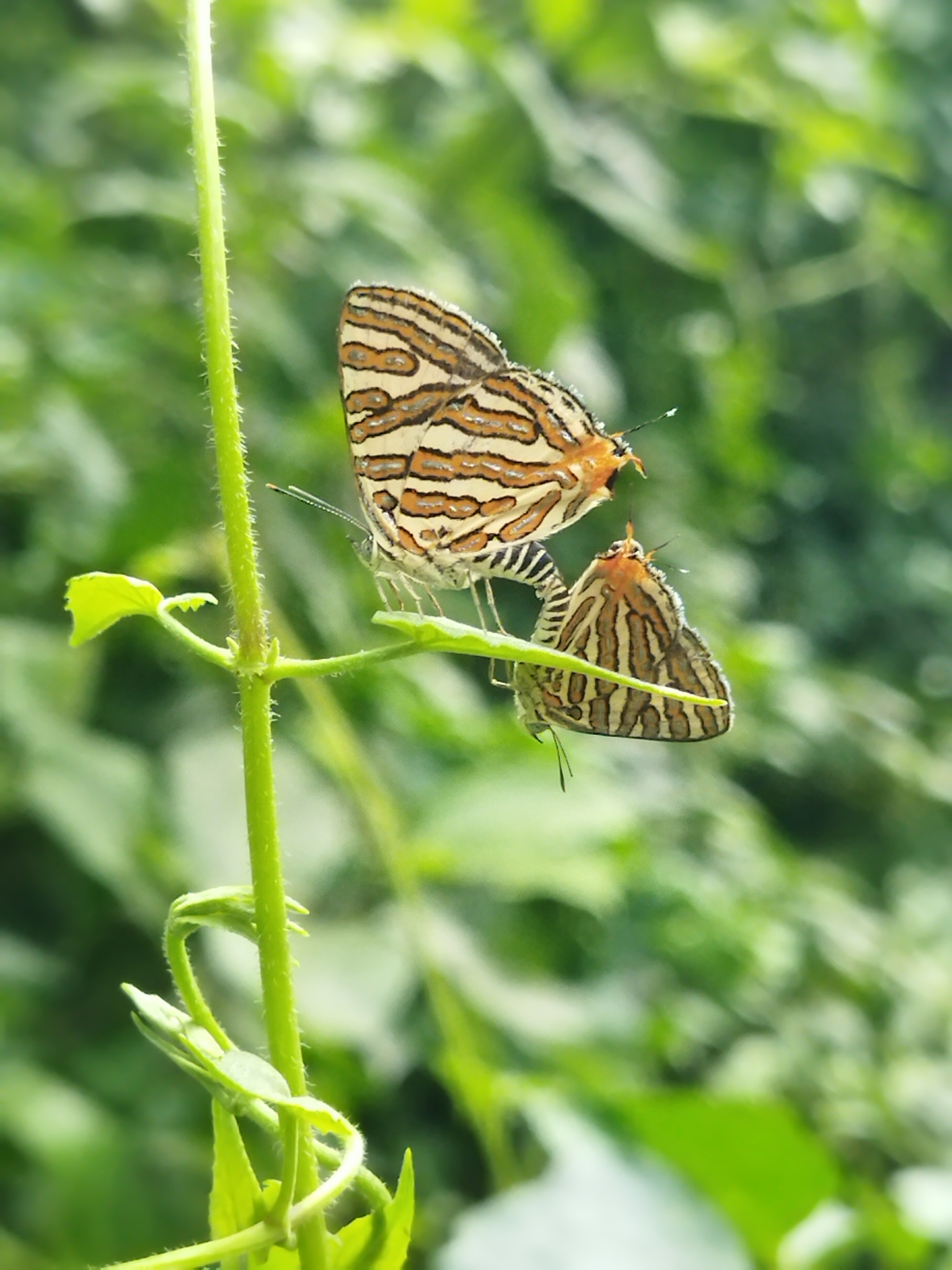 Common Silverline