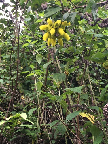 Mucuna sloanei, 2025-06-16
